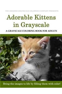 Adorable Kittens
