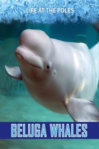 Beluga Whales