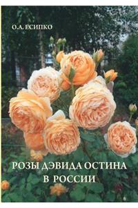 David Austin roses in Russia