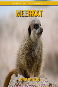 Meerkat