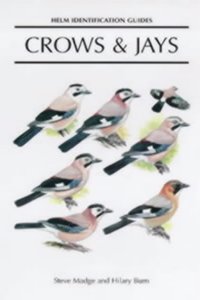 Crows and Jays