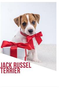 Jack Russel Terrier