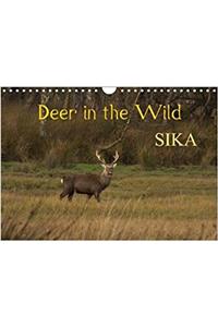Deer in the Wild Sika 2018