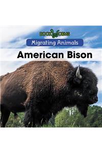 American Bison