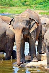 MindBlowing Elephant Journal 15