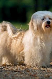 Havanese July Notebook Havanese Record, Log, Diary, Special Memories, To Do List, Academic Notepad, Scrapbook & More