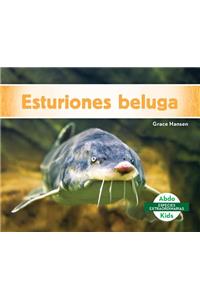 Esturiones Beluga (Beluga Sturgeons)