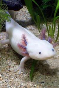 Axolotl - Mexican Salamander (Ambystoma Mexicanum) Journal