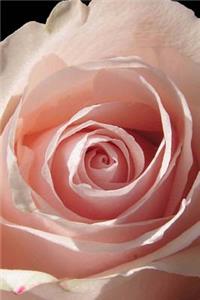 Close-Up of a Pink Rose Journal