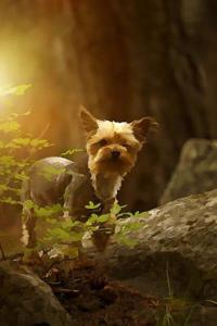 Australian Silky Terrier: Artified Pets Journal/Notebook/Diary 160 Pages