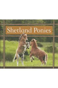 Shetland Ponies