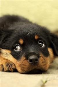Rottweiler Puppy Dog Lying Down and Looking Up Journal
