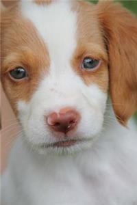 Brittany Puppy Dog Journal