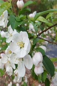 2019 Weekly Planner Spring Flowering Tree Branch Full Bloom 134 Pages