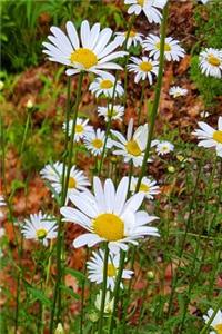 Daisy Field Summer 2019 Daily Planner 384 Pages