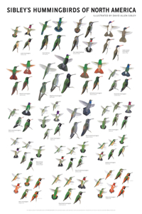 Sibley's Hummingbirds of North America Wall Poster