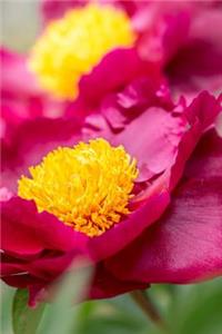 Red and Yellow Peony Flower Bloom Journal