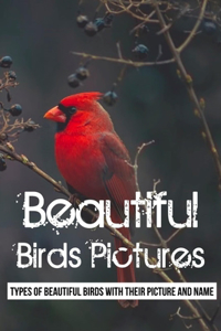 Beautiful Birds Pictures
