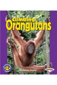Climbing Orangutans