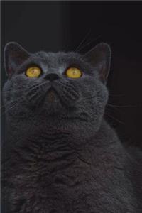 Gray British Shorthair Cat Perks Up - Oops Spell It Grey Journal