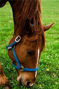 2020 Daily Planner Horse Photo Equine Grazing Chestnut Stripe 388 Pages