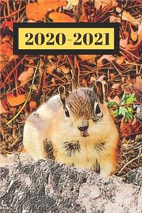 Autumn Brown Chipmunk Squirrel Dated Calendar Planner 2 years To-Do Lists, Tasks, Notes Appointments
