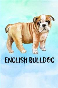 English Bulldog