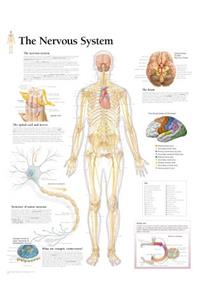 Nervous System Laminated Poster