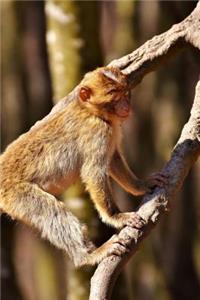 Barbary Macaque Climbing a Tree Journal