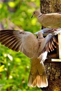Doves at a Bird Feeder Journal