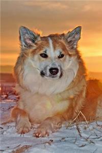 Icelandic Sheepdog Journal