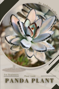 Panda Plant