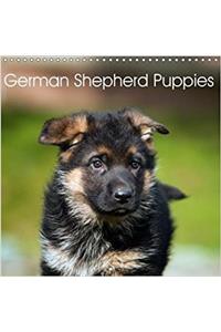 German Shepherd Puppies 2018