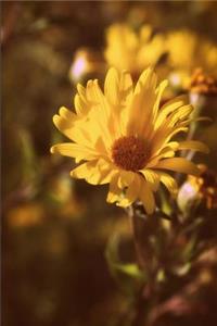 Flower Journal-Sunflower