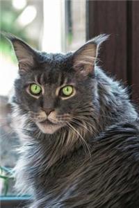Say Hello to the Maine Coon Cat Journal