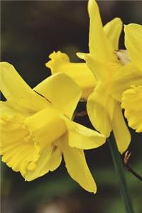 Narcissus Daffodils in Spring Time Journal