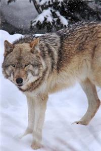 A Wolf in the Snow in Yellowstone National Park Wyoming USA Journal
