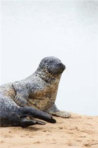 A Sandy Seal at the Beach Journal