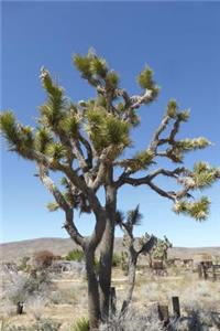 A Joshua Tree in the Mohave Desert in California USA Journal