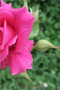 Pink Rose Notebook