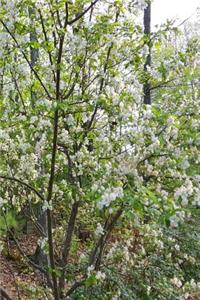Springtime 2019 Weekly Planner Flowering Tree Forest Background 134 Pages