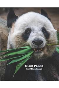 Giant Panda 8x10 Sketchbook