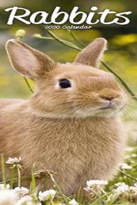 Rabbits Slim Calendar 2020