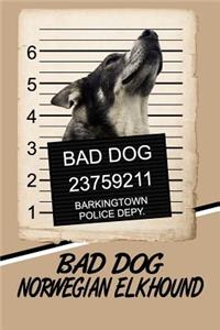 Bad Dog Norwegian Elkhound