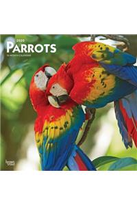 Parrots 2020 Square