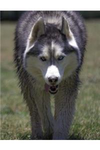 Husky Bullet Journal