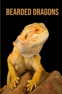 Bearded Dragons