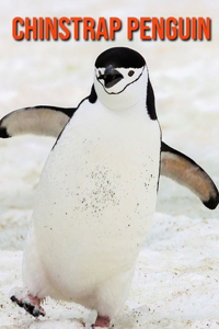 Chinstrap Penguin