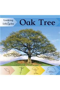 Oak Tree
