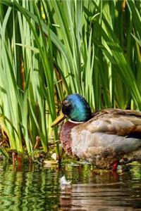 Wild Duck in the Reeds Journal